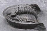 Scarce, Spiny Proetid Trilobite (Phaetonellus) - Morocco #199005-4